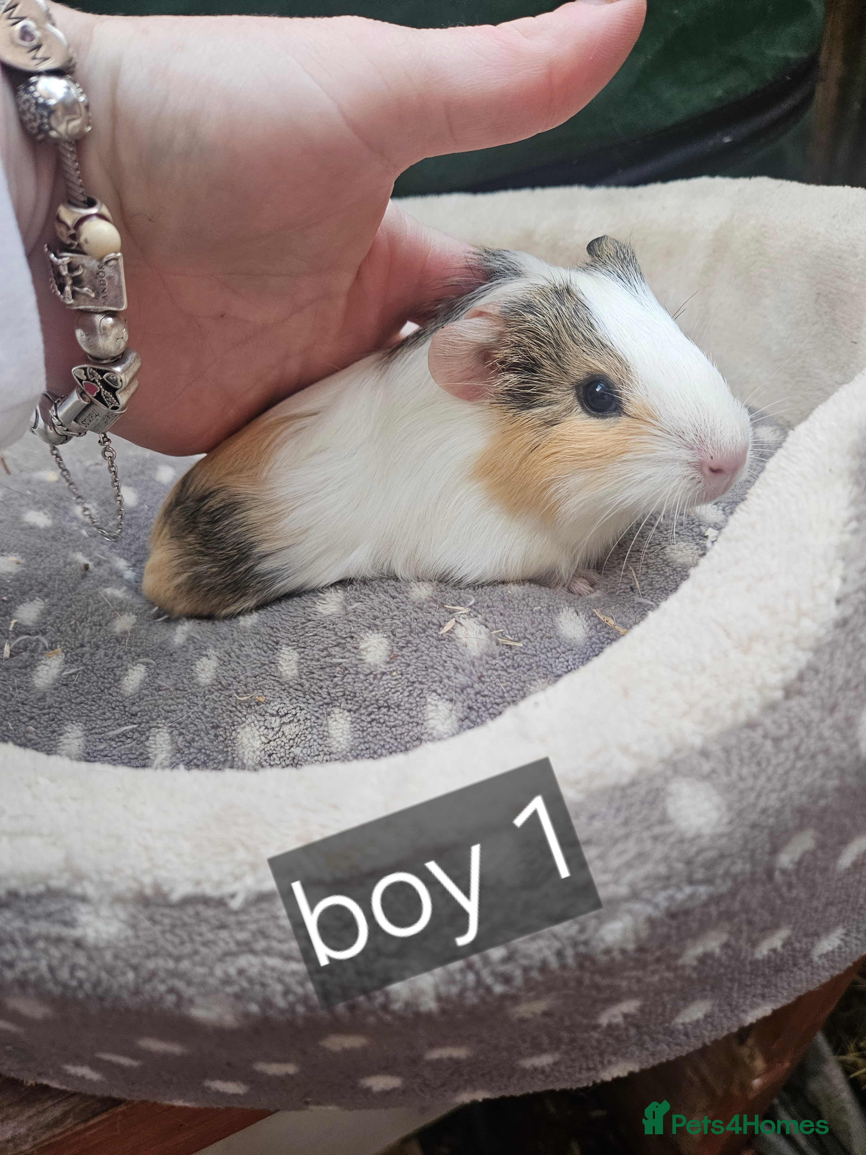Guinea Pig rodents Baby boy guinea pigs ready now - Advert 16