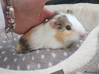 Guinea Pig rodents Baby boy guinea pigs ready now - Advert 16