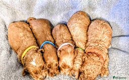 Cockapoo dogs for sale: GENUINE F1B COCKAPOO PUPPIES  - Image 4