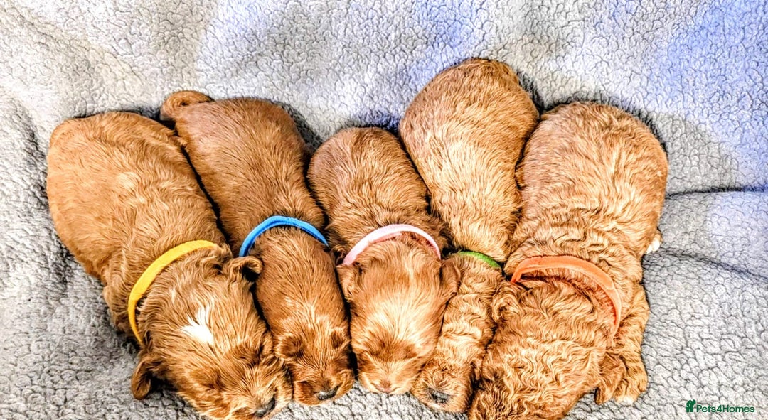 Cockapoo dogs for sale: GENUINE F1B COCKAPOO PUPPIES  - Image 4