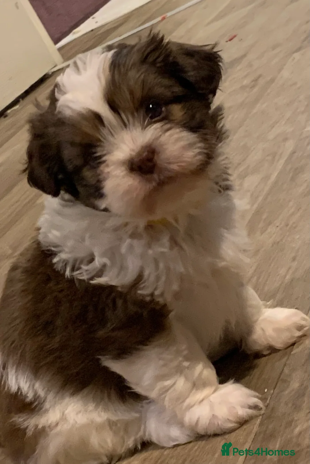 Shih Tzu dogs for sale: Gorgeous litter Shih tzu’s - Advert 14