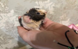 Guinea Pig rodents for sale: 3 female guinea pigs  - Image 6