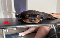 Rottweiler dogs for sale: Rottweiler puppies for sale - Image 11