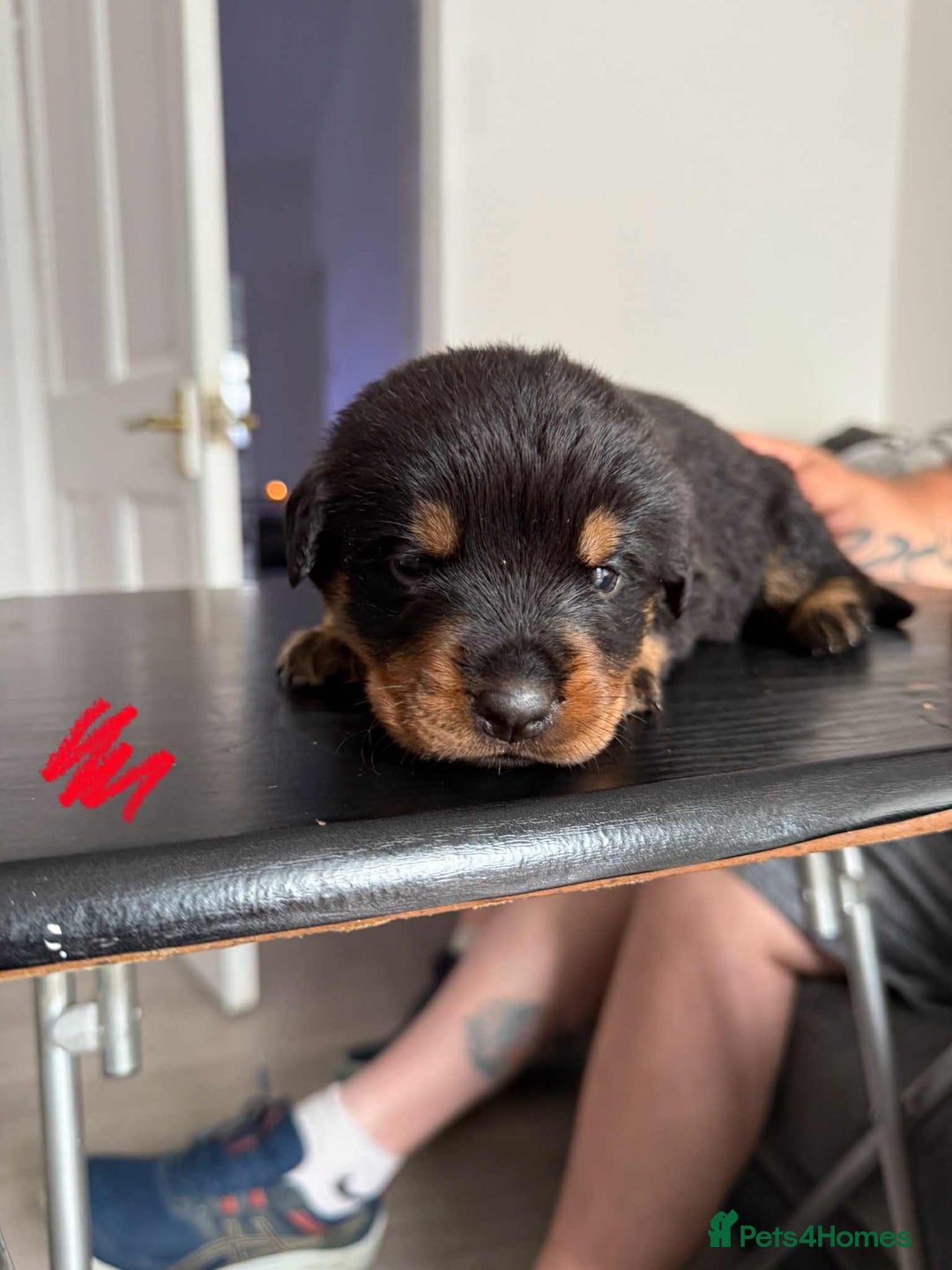 Rottweiler dogs for sale: Rottweiler puppies for sale - Image 11