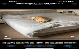 Golden Retriever dogs for sale: 8 month old Puppy looking for a Special Home  - Image 16