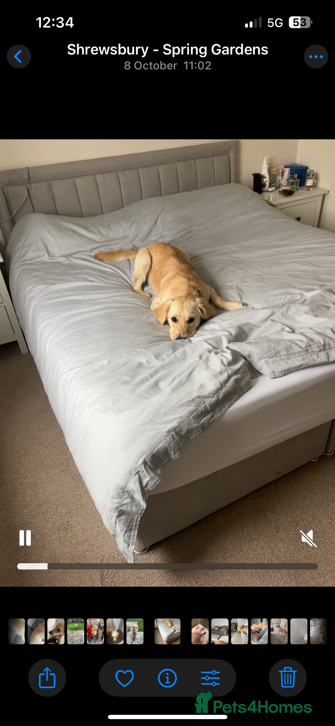 Golden Retriever dogs for sale: 8 month old Puppy looking for a Special Home  - Image 16