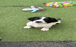 English Springer Spaniel dogs for sale: Kc reg  dna tested springer spaniels  - Image 5