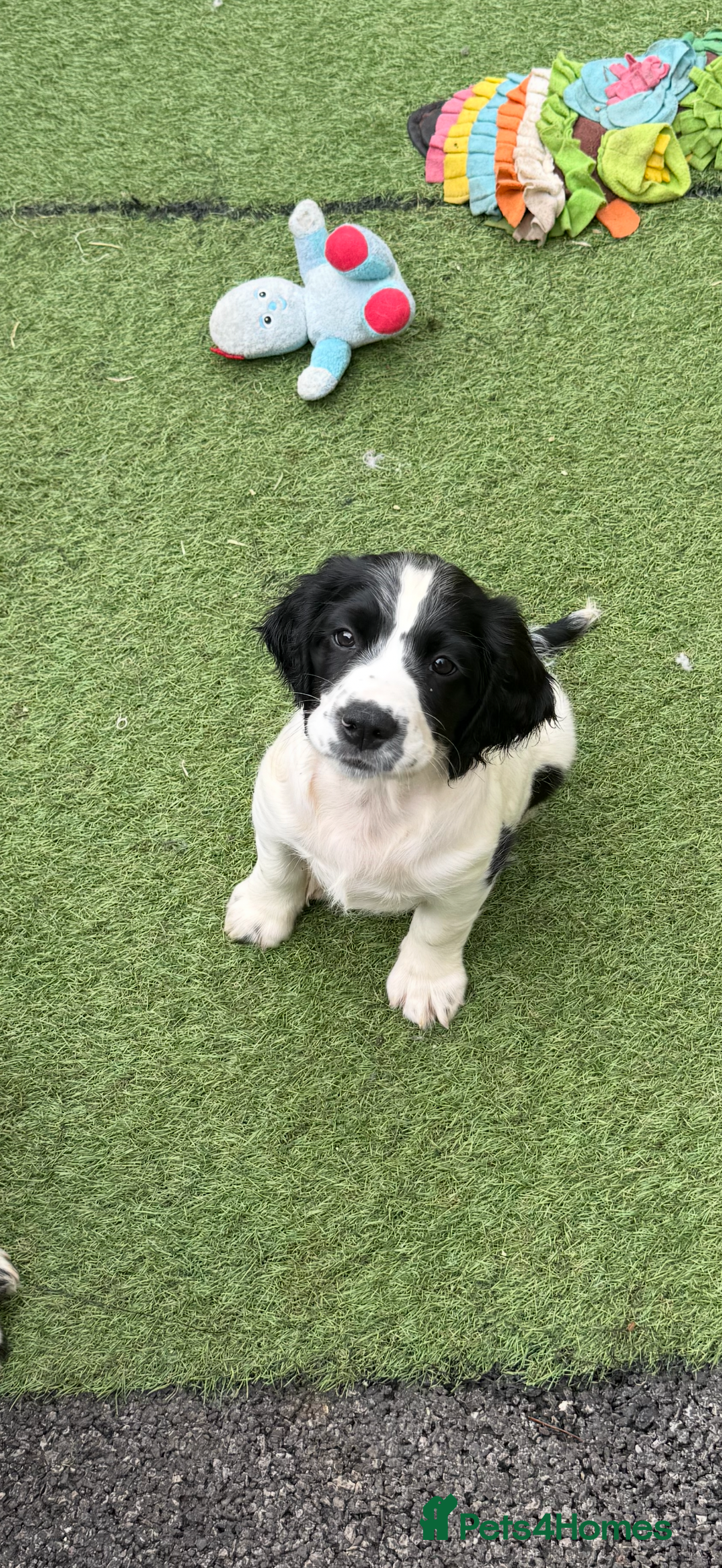 English Springer Spaniel dogs for sale: Kc reg  dna tested springer spaniels  - Image 5