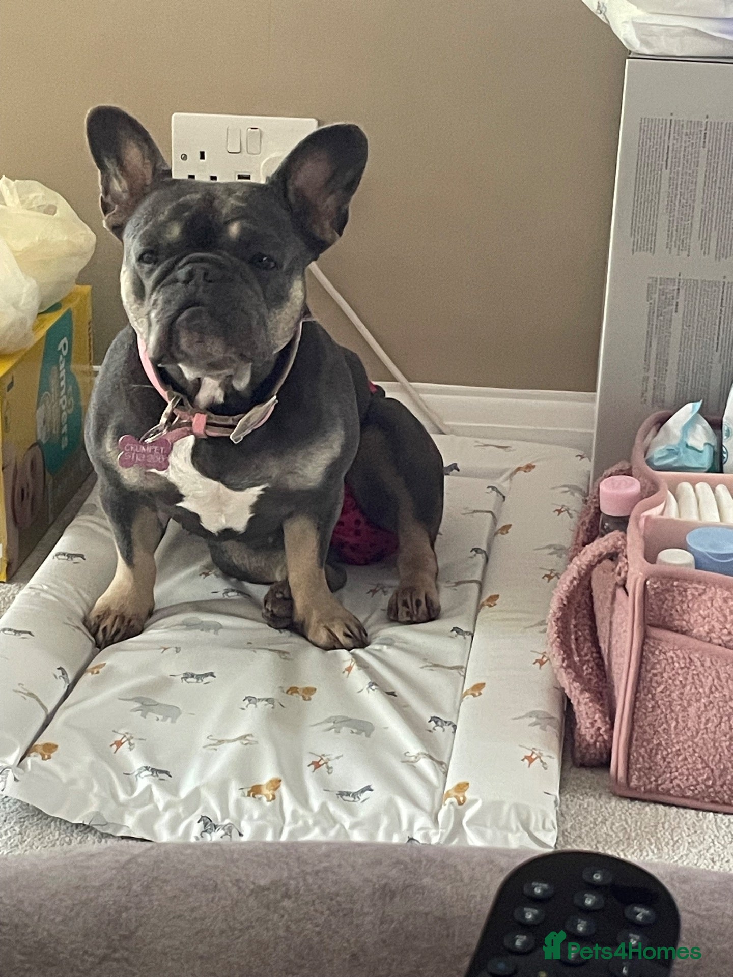 French Bulldog dogs French bulldog  - Advert 1