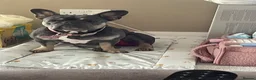 French Bulldog dogs for sale: French bulldog  - Advert 2