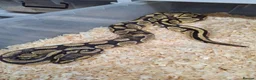 Mixed Breed reptiles for sale: Ball pythons, tarantula, African land snails - Advert 6