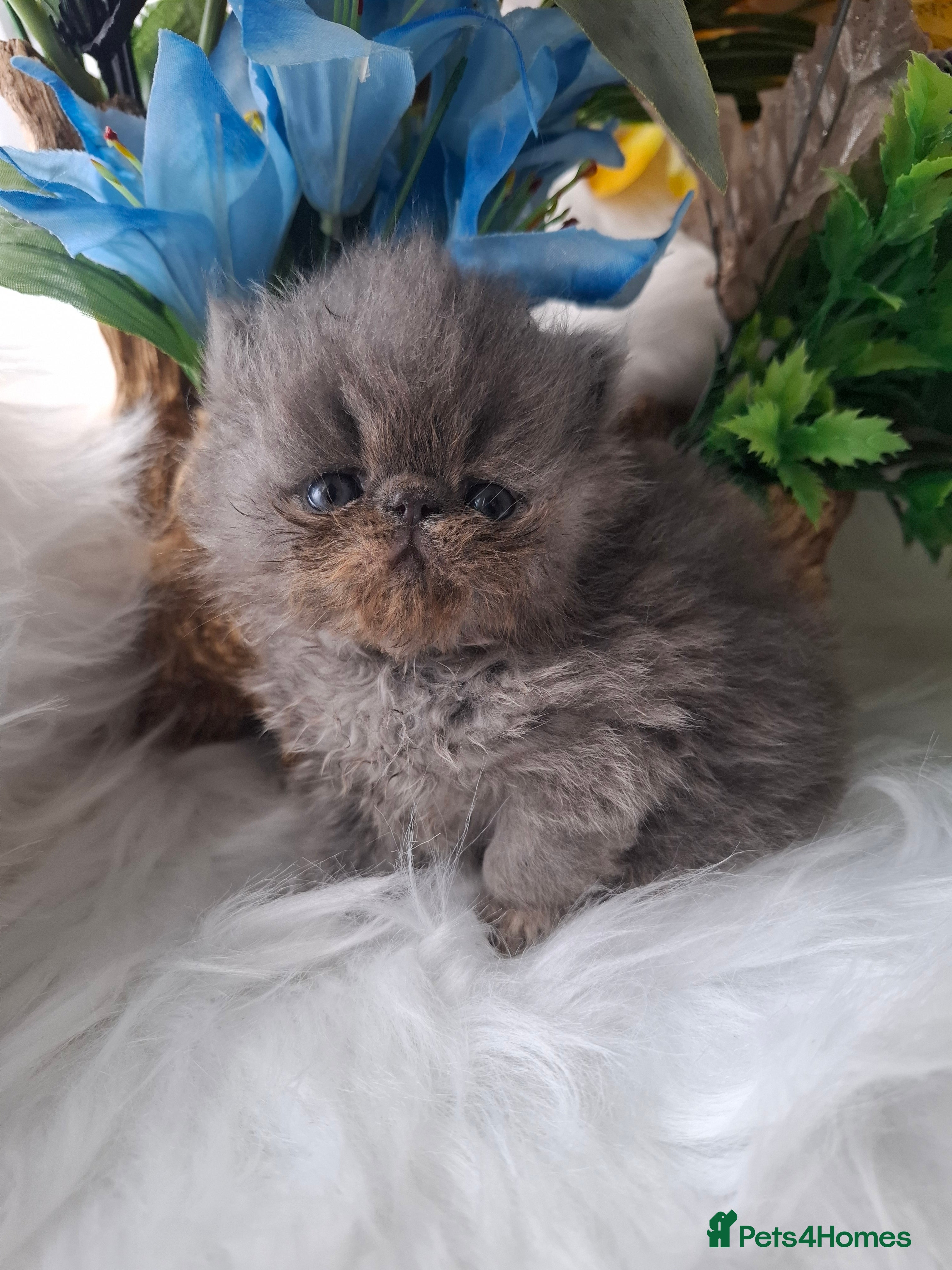 Persian cats Persian kittens  - Advert 2