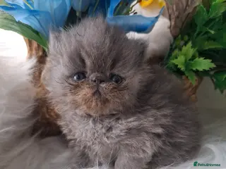 Persian cats Persian kittens - Advert 2