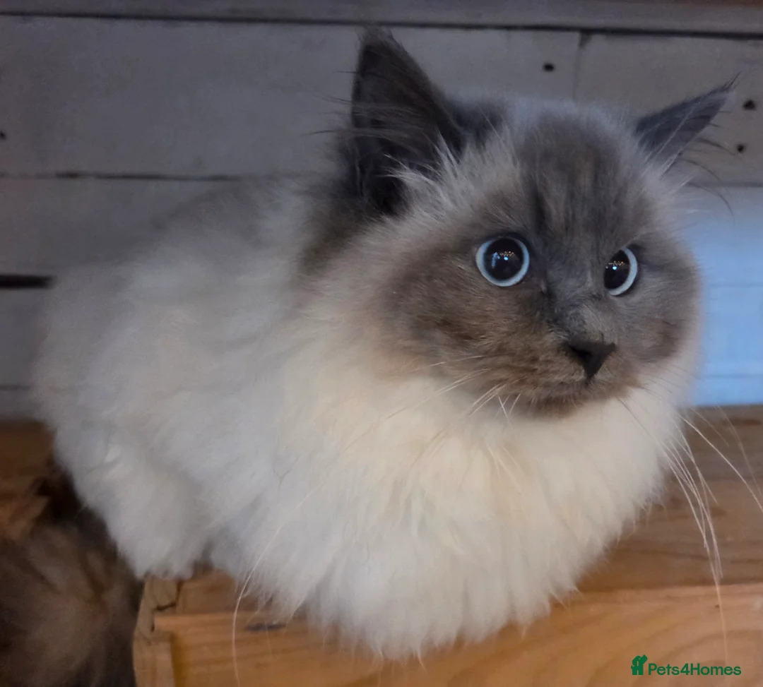 Ragdoll cats for sale: Beautiful Female Ragdoll  - Advert 1
