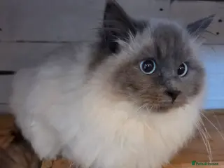 Ragdoll cats Beautiful Female Ragdoll - Advert 1