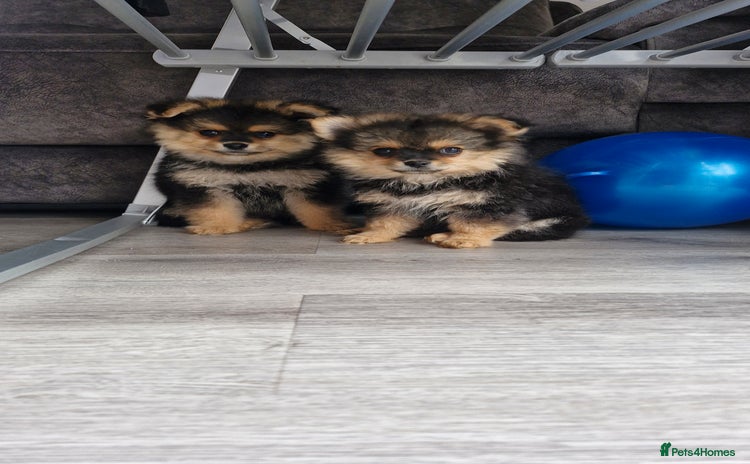 Mixed Breed dogs - Advert 3