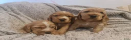Cocker Spaniel dogs for sale: 3 golden Cocker Spaniels  - Advert 6