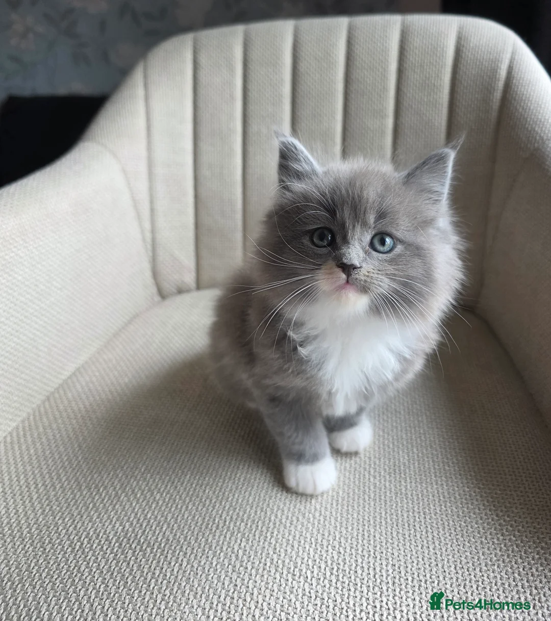 Ragcoon cats for sale: Adorable Maine Coon x Ragdoll Kittens - Advert 3