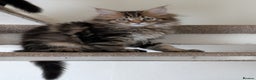 Maine Coon cats for sale: Stunning chocolate tabby kittens  - Advert 26
