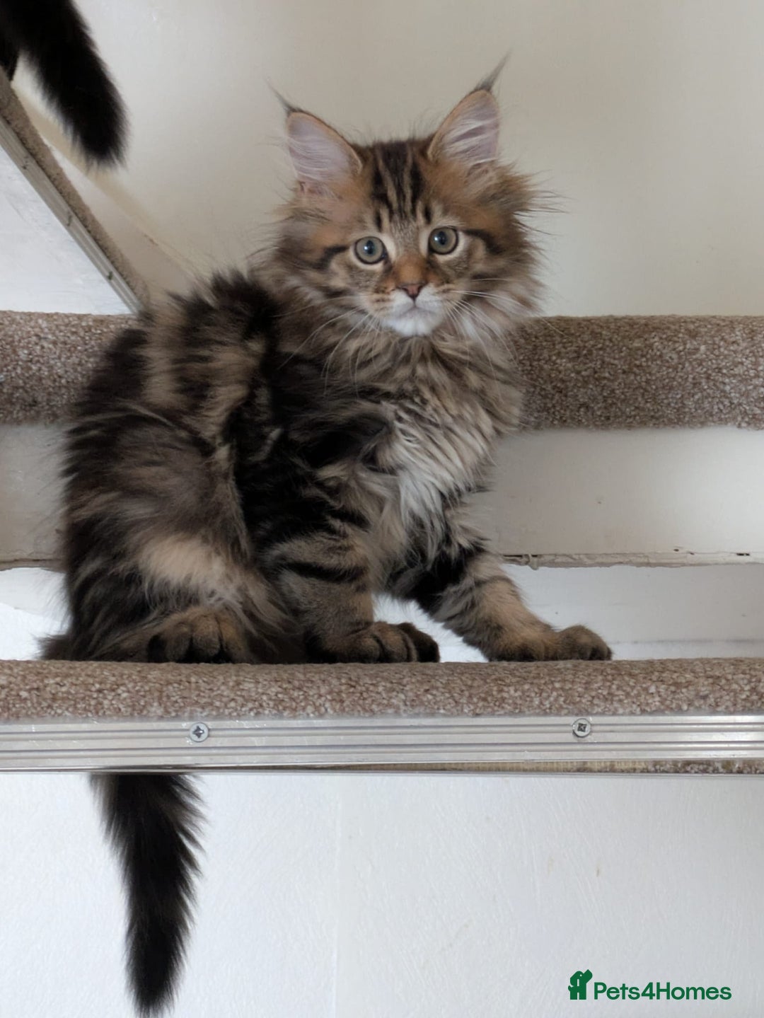 Maine Coon cats for sale: Stunning chocolate tabby kittens  - Advert 26