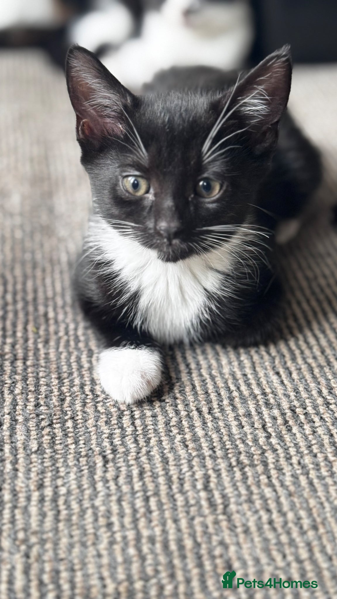 Mixed Breed cats Lovely kittens - Advert 17