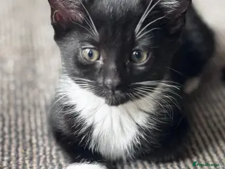 Mixed Breed cats Lovely kittens - Advert 2