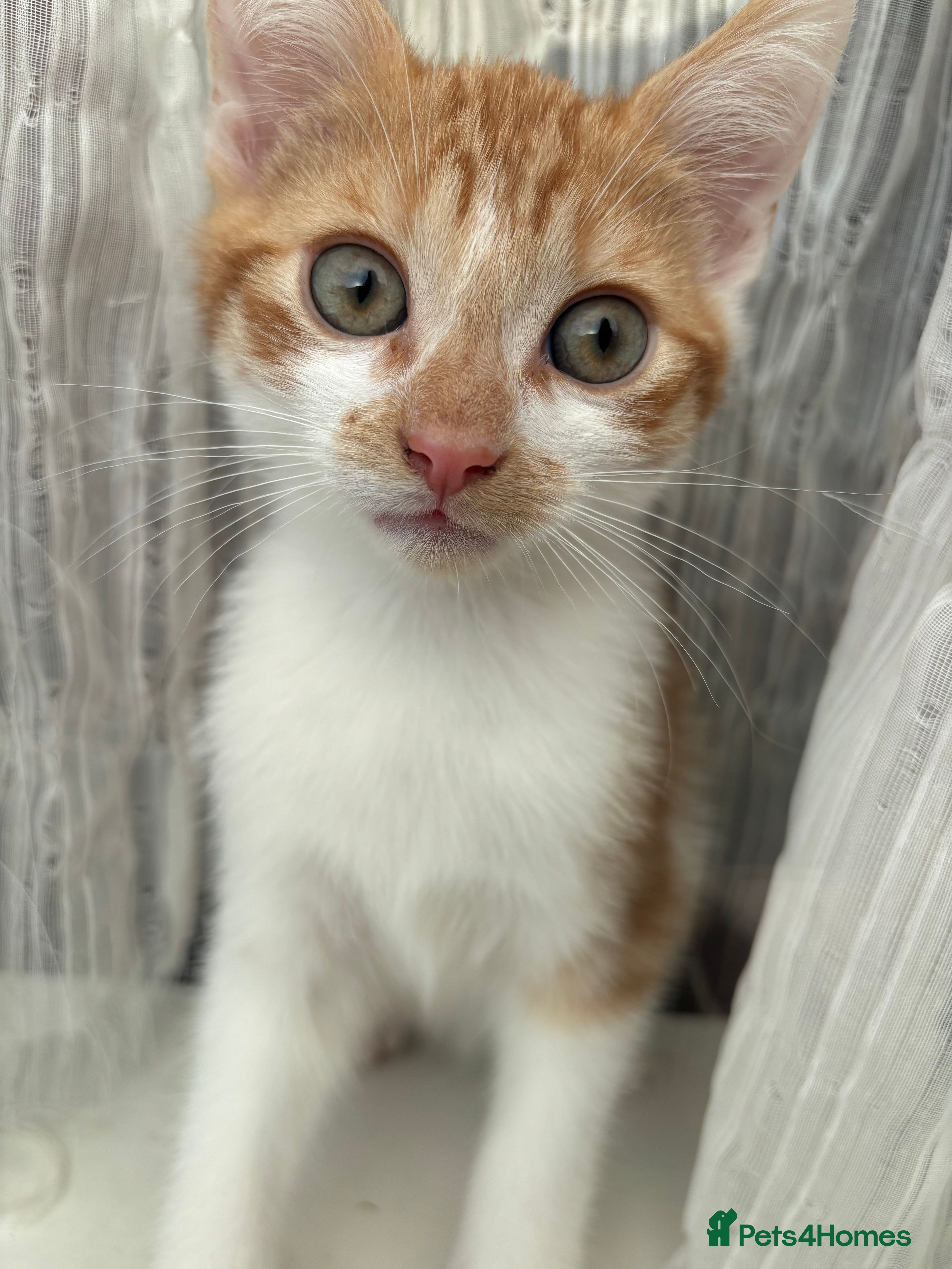 Mixed Breed cats Two kittens - Advert 2