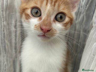 Mixed Breed cats Two kittens - Advert 5