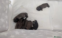 Shih Tzu dogs for sale: ALL RESERVED .Beautiful pure Shih Tzu puppies   - Advert 8