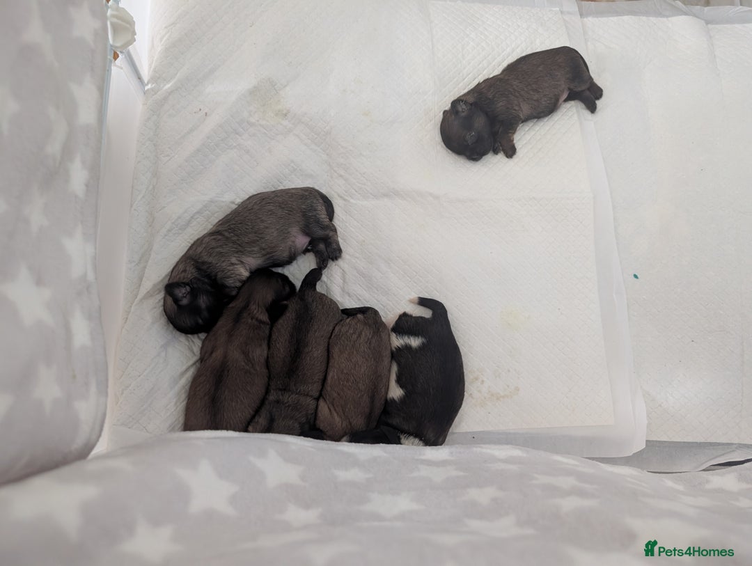 Shih Tzu dogs for sale: ALL RESERVED .Beautiful pure Shih Tzu puppies   - Advert 8