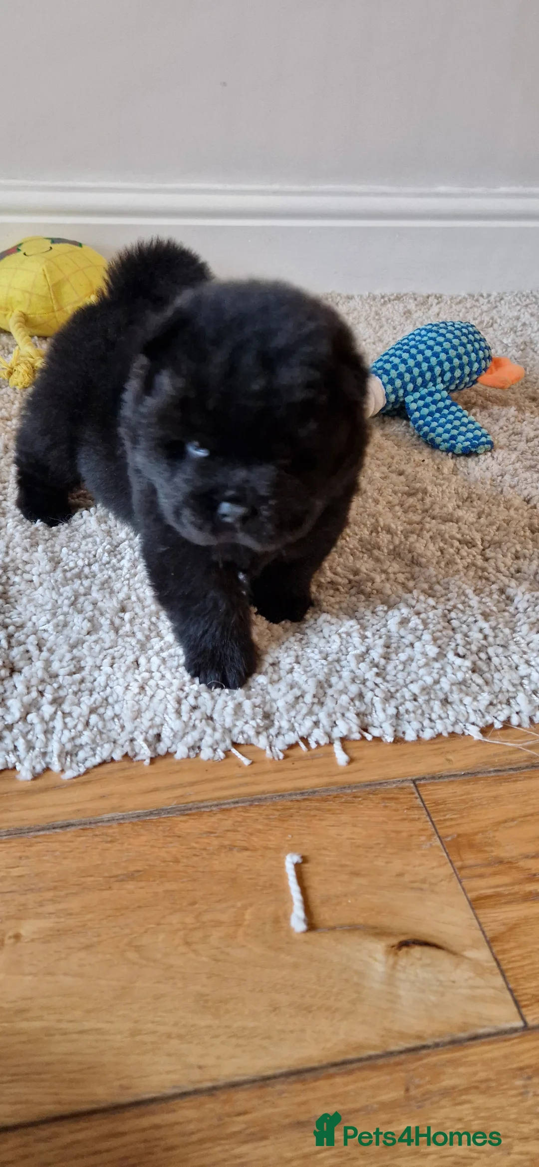 Chow Chow dogs for sale: Kc reg chow chow pups  - Advert 10