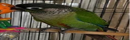 Parrots birds for sale: Male Green Cheek Conure – Meet Basil in London - Advert 2