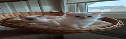 Birman cats for sale: Beautiful Birman kittens - Advert 2