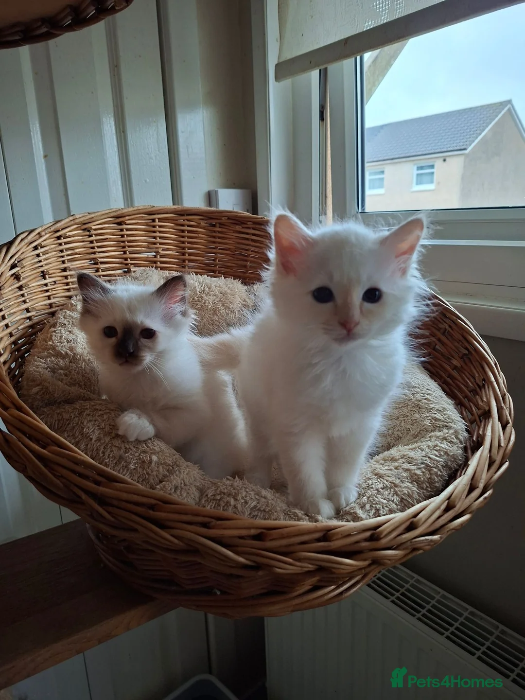 Birman cats for sale: Beautiful Birman kittens - Advert 2