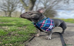 French Bulldog dogs for sale: French Bulldog - Image 6