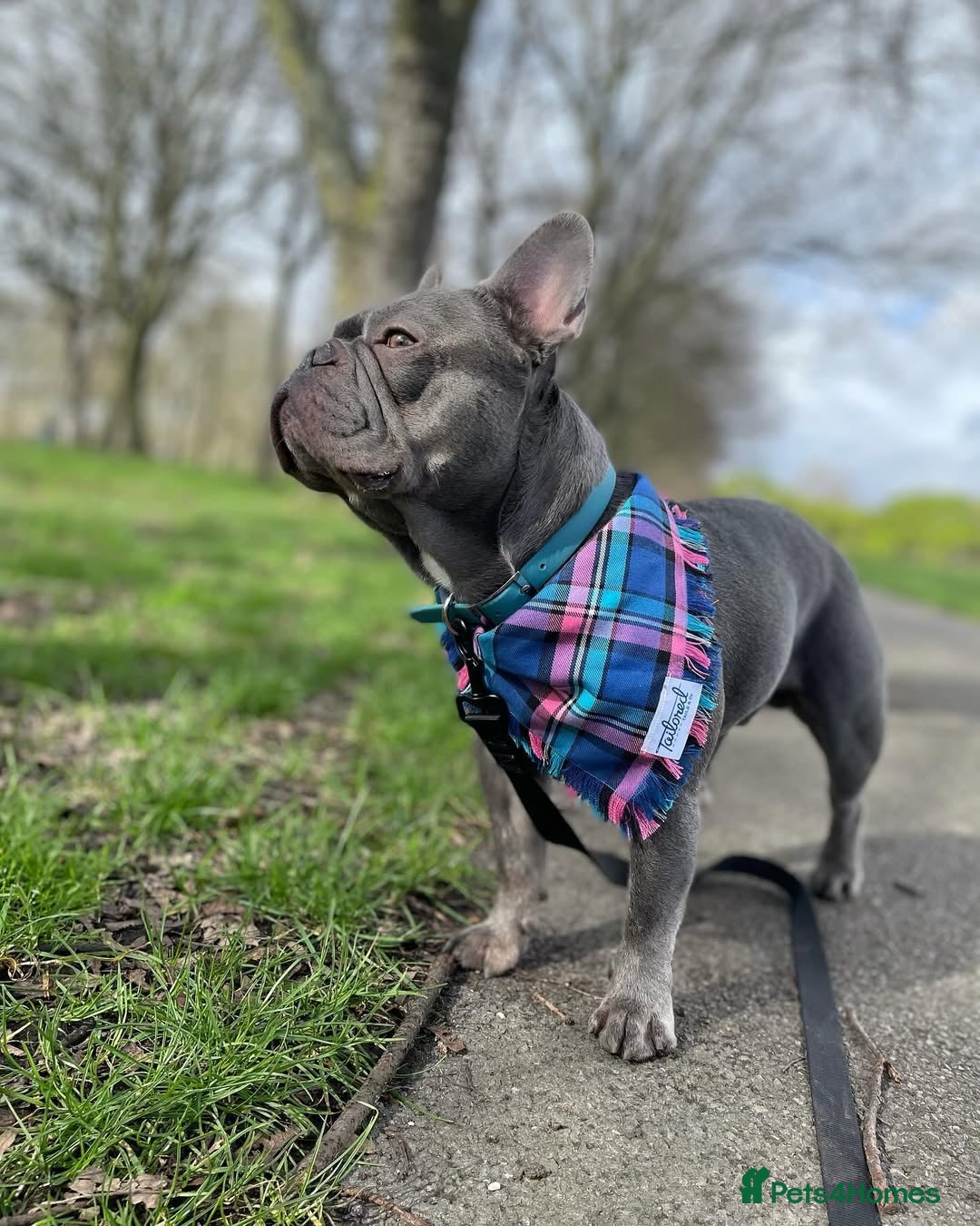 French Bulldog dogs for sale: French Bulldog - Image 6
