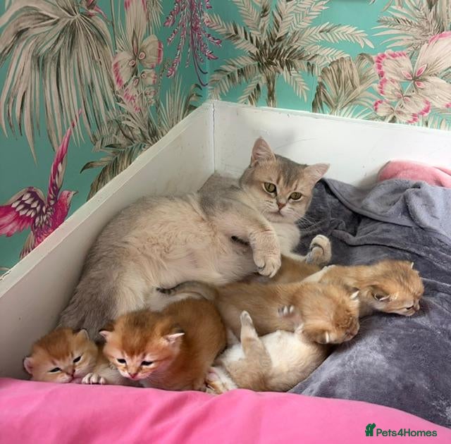 British Shorthair cats Exceptional Golden BSH Cross Kittens - Advert 2