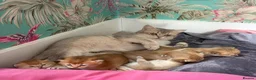 British Shorthair cats for sale: Exceptional Golden BSH Cross Kittens - Advert 2