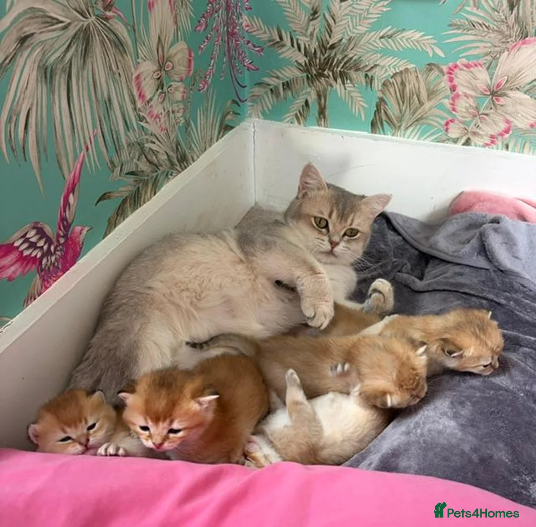 British Shorthair cats for sale: Exceptional Golden BSH Cross Kittens - Advert 2