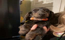 Miniature Dachshund dogs for sale: Black and brindle miniature dachshund male - Advert 2