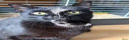 Mixed Breed cats for sale: OSKAR black two year old male  - Advert 2