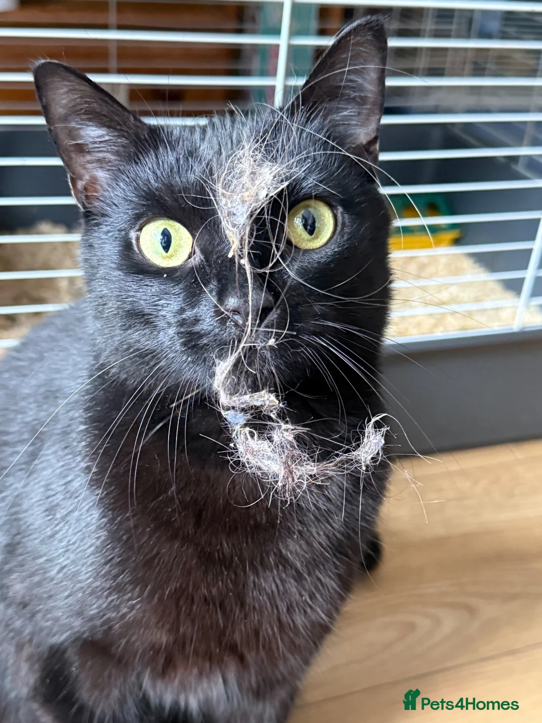 Mixed Breed cats for sale: OSKAR black two year old male  - Advert 2