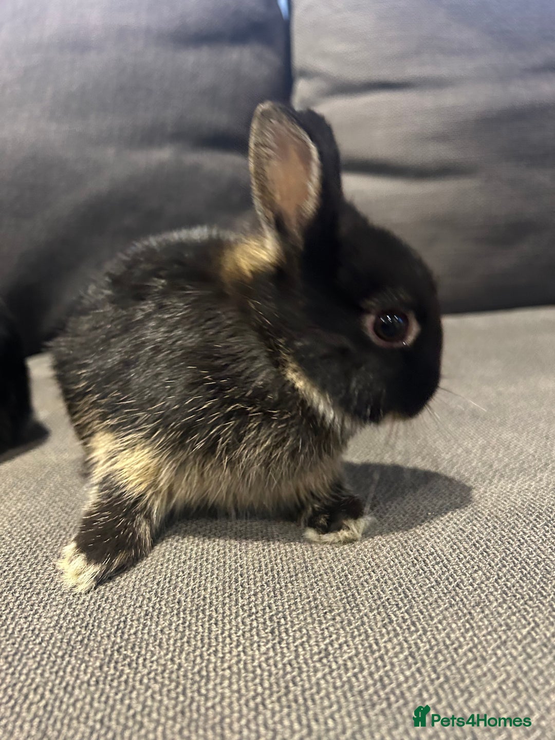 Netherland Dwarf rabbits for sale: Brother & sister bunnies to be homed together  - Advert 10