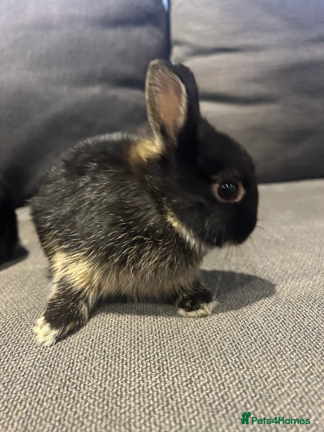 Netherland Dwarf rabbits for sale: Brother & sister Purebred bunnies: homed together  - Advert 13