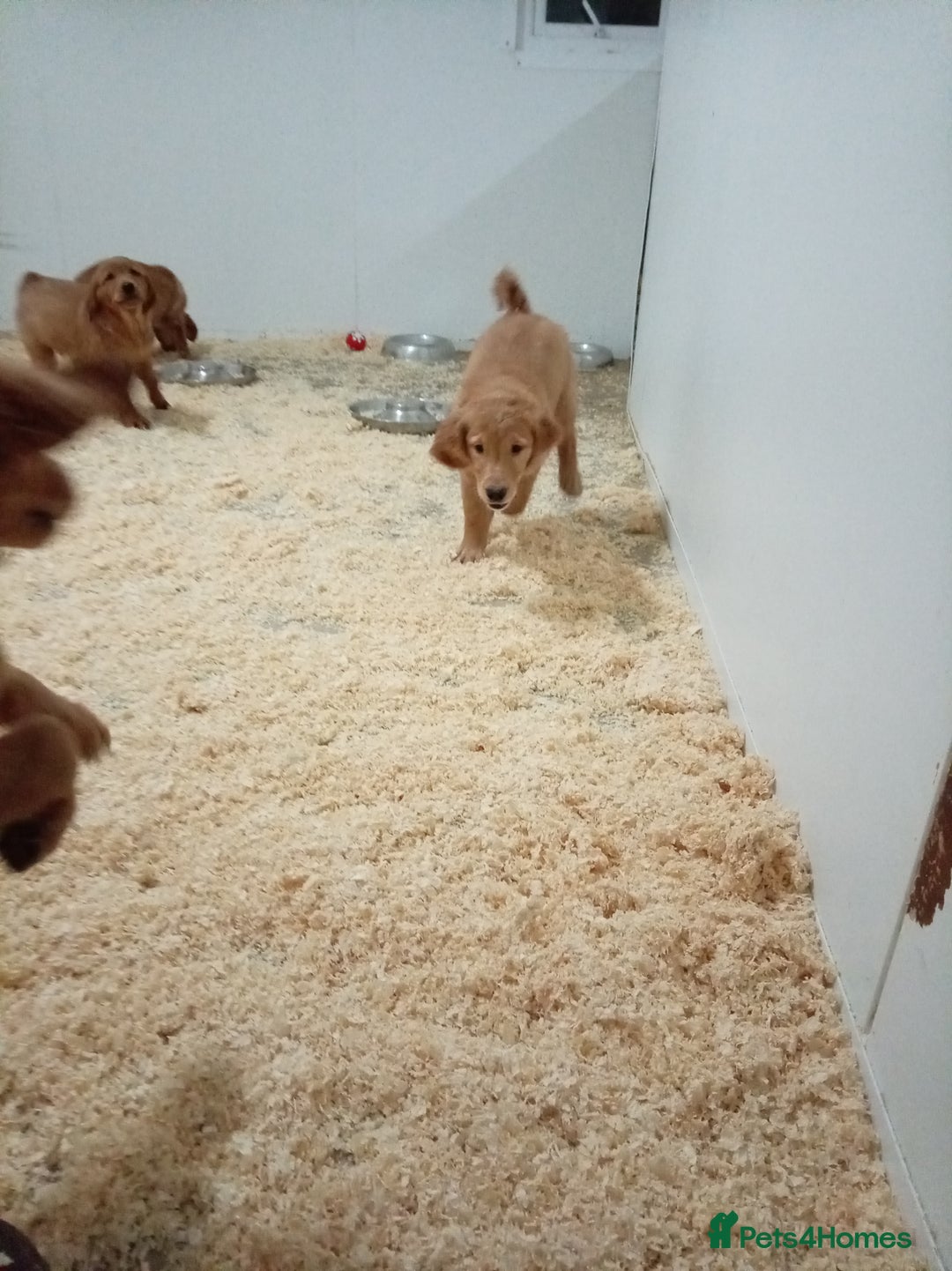Golden Retriever dogs for sale: Kc registered golden retrievers from working lines - Advert 17