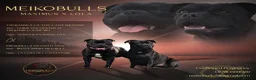 Staffordshire Bull Terrier dogs for sale: Outstanding Black Male Staffordshire Bull Terrier - Advert 5
