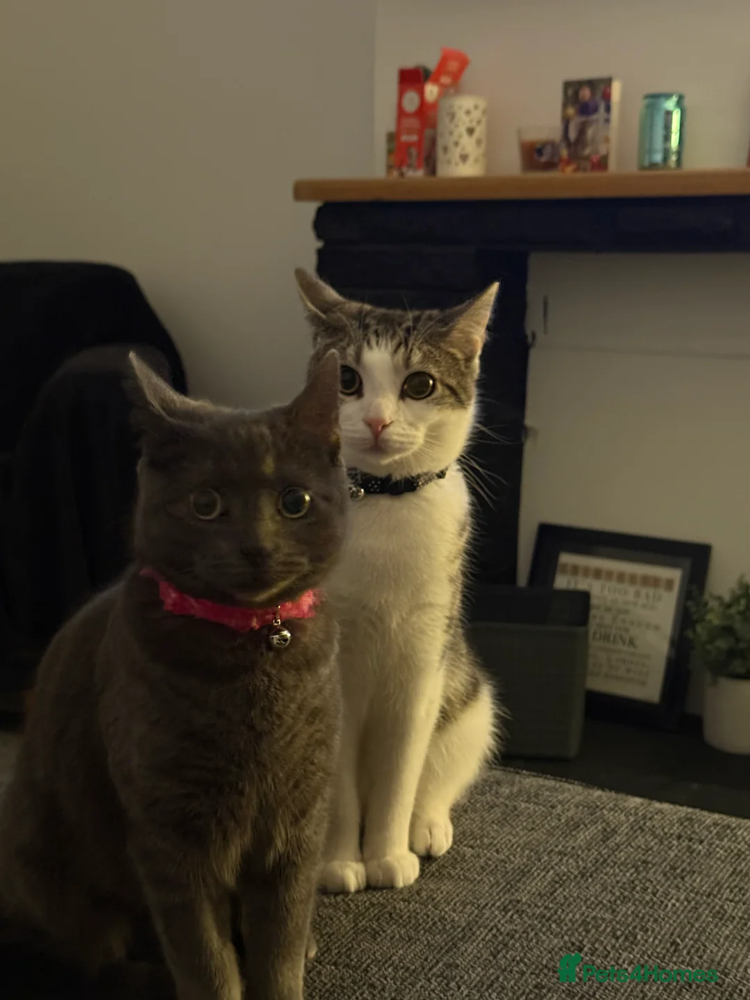 Mixed Breed cats for sale: Two cats looking for their forever home - Advert 4