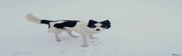 Border Collie dogs for sale: Gorgeous Border Collie puppies  - Advert 15