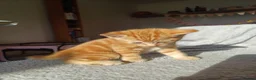 Mixed Breed cats for sale: 5 Stunning Domestic Kittens tabby orange stripe - Advert 14
