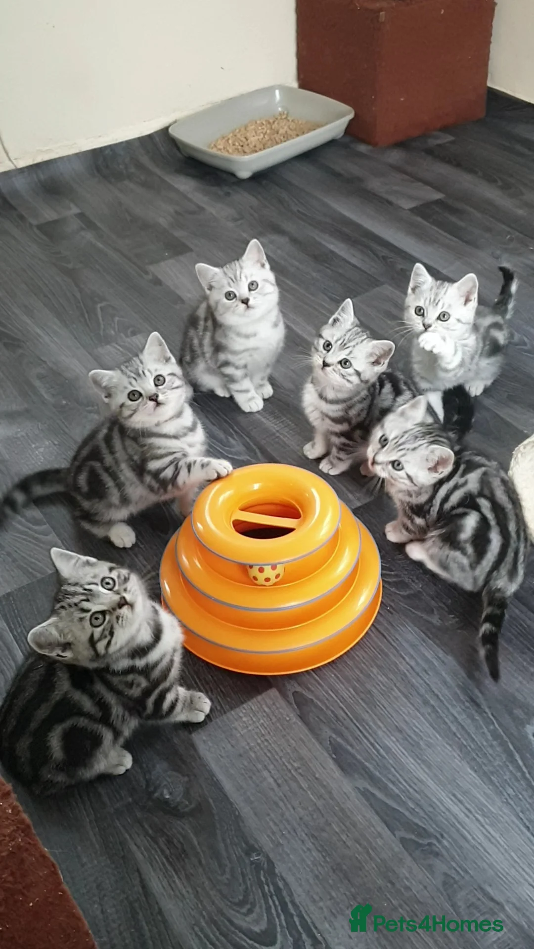 British Shorthair cats for sale: Silver Tabby Kittens, Rare GCCF Show Quality. - Advert 2